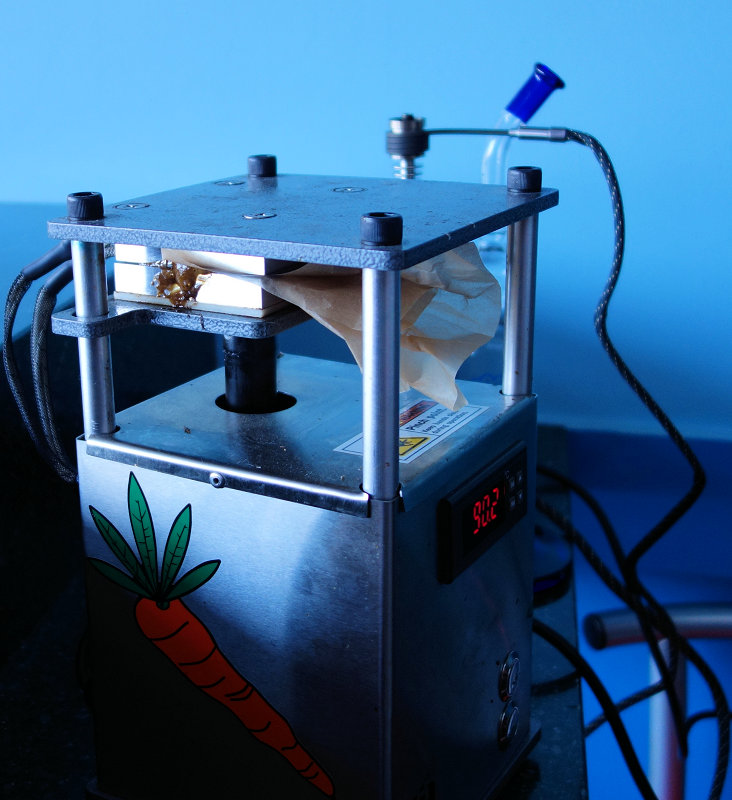 Willie Wortel's Indica 