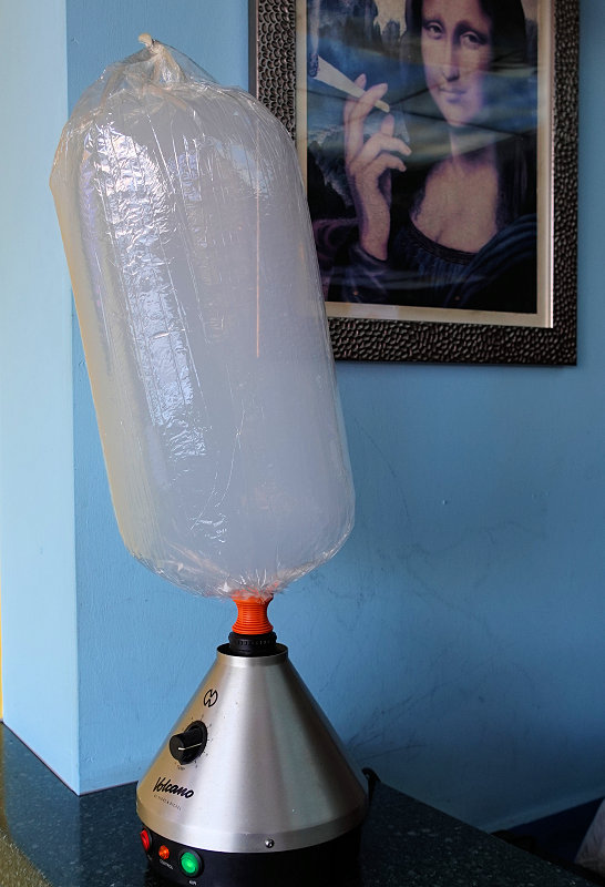 Willie Wortel's Indica 